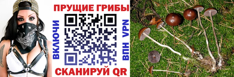 Галлюциногенные грибы Cubensis наркота Анжеро-Судженск